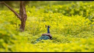 Peacock (Pavo cristatus)