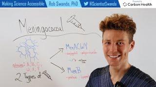 How the Meningococcal Vaccines (MenACWY and MenB, Bexsero) Work