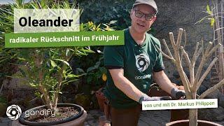 Radikaler Rückschnitt bei Oleander - wann und wie schneidet man richtig? Tipps zur Überwinterung.