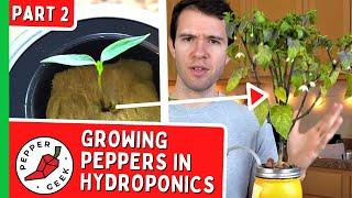 Growing Peppers in Hydroponics Jars - From Seeds to Full Plants (Part 2)