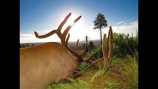 436" Giant AZ Bull, Wilbur