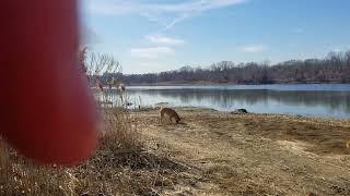 Final video Orchard Beach and the PR beach dogs