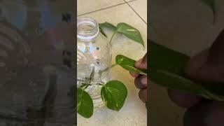 Simple Way to Grow Money Plant in Plastic bottle #shorts #moneyplant #viral