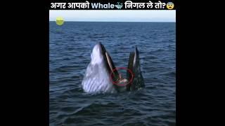 क्या होगा अगर आपको Whale निगल ले?  | What If a Whale Swallowed You | The Fact | #shorts #ytshorts