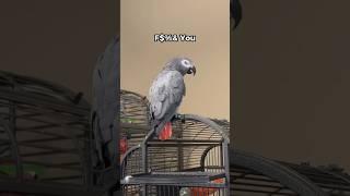 Our African Grey admits he’s a double agent  #talkingparrot #africangrey