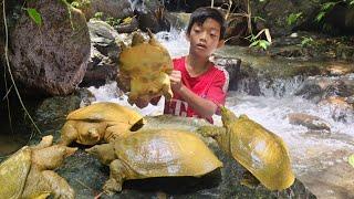 Bac discovered and caught many golden turtles in a large waterfall while revisiting an old fish trap