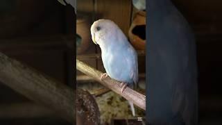 Budgies Bird information Helping bird's lover community  ...#birds #shorts #shortsfeed