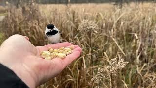 Hand-feeding Birds in Slow Mo - Black-capped Chickadees, Tufted Titmice