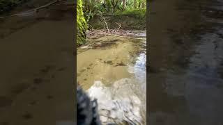 Fauntleroy Creek salmon 'home hatch'