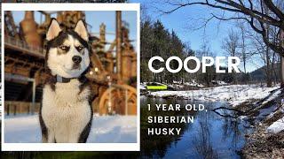 Best Husky Dog Trainers in Allentown ||| OLK9 Lehigh Valley ||| 1 Year Old Husky, Cooper