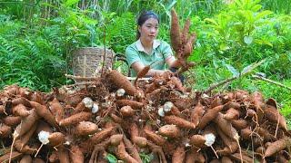 Gardening, harvesting cassava, drying cassava for storage until winter | Triệu Thị Hiền