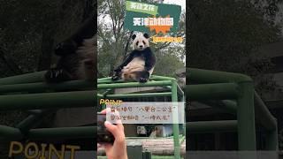 【啧啧】熊猫喜乐：看看这群两脚兽不值钱的样子 #熊猫喜乐  #pandaxile #国宝大熊猫 #giantpandas