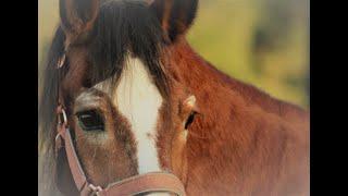 RVR Horse Rescue: We Will Be Their Voice