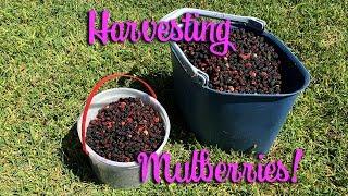 Harvesting Mulberries