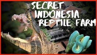 Inside One of Indonesia’s Largest Reptile Farms: Rare Snakes & Exclusive Access