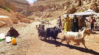 nomadic lifestyle of Iran