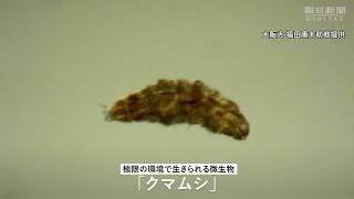 「地上最強生物」クマムシ　驚異的な能力の秘密とは？