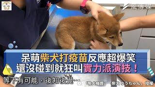 呆萌柴犬打疫苗反應超爆笑 還沒碰到就狂叫實力派演技！