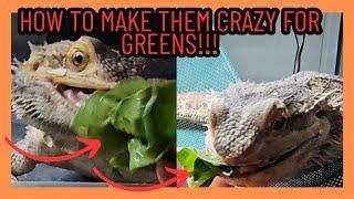 HOW TO FEED BEARDED DRAGON GREENS AND GET THEM EXCITED!