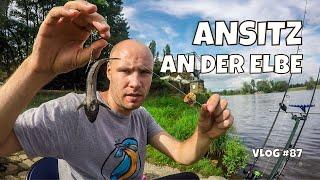 Ansitz Angeln an der Elbe | Köderfisch, Made und Wurm | auf Friedfisch und Raubfisch | Vlog #87