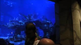 Coral Reef Restaurant, Epcot, Walt Disney World