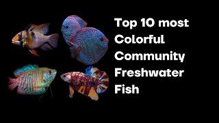 Top 10 Most Colorful Community Freshwater Fish