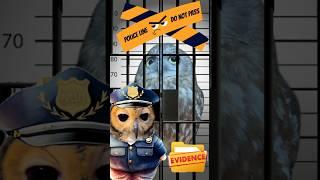 Detective Bibib!️ #funnyanimals #owl #funnyvideo #funny #animals #cute #cuteanimals #owls