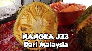 NANGKA J33 DARI MALAYSIA