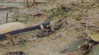 Lucky little frog escapes from grass snake / Glücklicher kleiner Frosch entkommt Ringelnatter