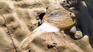 Berburu kerang laut‼️,walau belum musim kita coba hajar spotnya #balikpapan