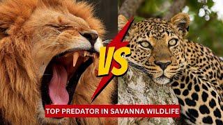 TOP PREDATOR IN SAVANNA WILDLIFE