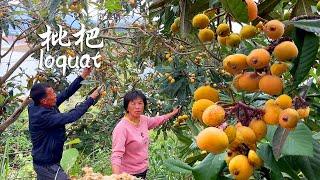 满树的枇杷又黄又甜，做成蜜饯和夏日冷饮，清甜润喉化痰止咳丨loquat【闽湖阿嬷Fujian Grandma】