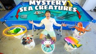 Stocking My SALTWATER POND With Tons of EXOTIC SEA CREATURES! (Shopping Spree)