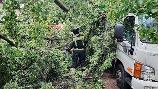 Мальчик погиб во время урагана в Санкт-Петербурге