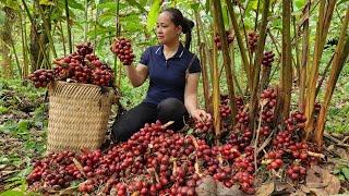 Cardamom Harvest goes to the market sell - Take care of the ginger garden - Lý Thị Ca