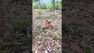 Small monkey is always assured when being with the caregivers #48 @FoshanWildlifePark #monkey