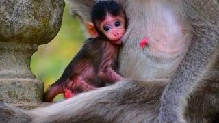 Cute a little baby monkey hug mom take milk active #monkey