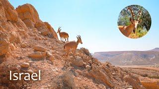  Israel - The Promised Land: Exploring the Negev Desert in Search of Wild Animals.