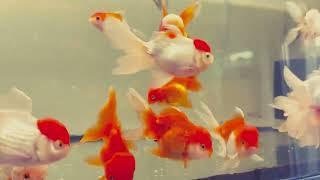 Thai Oranda - XL - 15cm - by Hello Goldfish