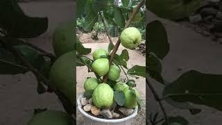Home Garden Ideas ️