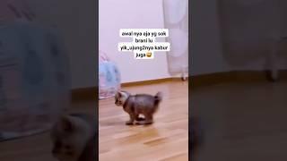 At first he was acting like a hero, but in the end he became a loser #cat