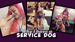 Psychiatric Service Dog | Anxiety & Panic Attacks