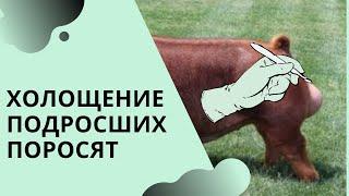 Кастрация подросших поросят. Холощение в домашних условиях. Как делать и на что обратить внимание?