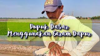 Pemupukan Dasar Menggunakan Garam Dapur...