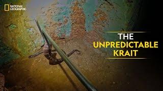 The Unpredictable Krait | Snakes SOS: Goa’s Wildest | National Geographic