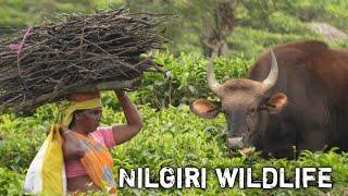 இது அல்லவா வாழ்க்கை  Wild life of Nilgiri people #nilgiri #Agriculture #wild #village #tranding