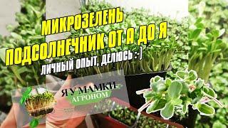 Микрозелень подсолнечника от А до Я. Как прорастить подсолнечник на микрозелень.