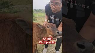 Animal Chiropractic