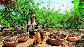 Harvesting Red Mulberries Goes To Market Sell - Growing Asparagus | Tieu Lien