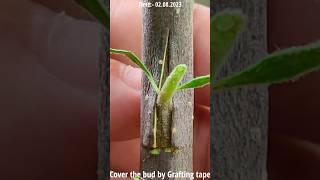 T budding of fruit trees | How to Grafting and budding fruit plants